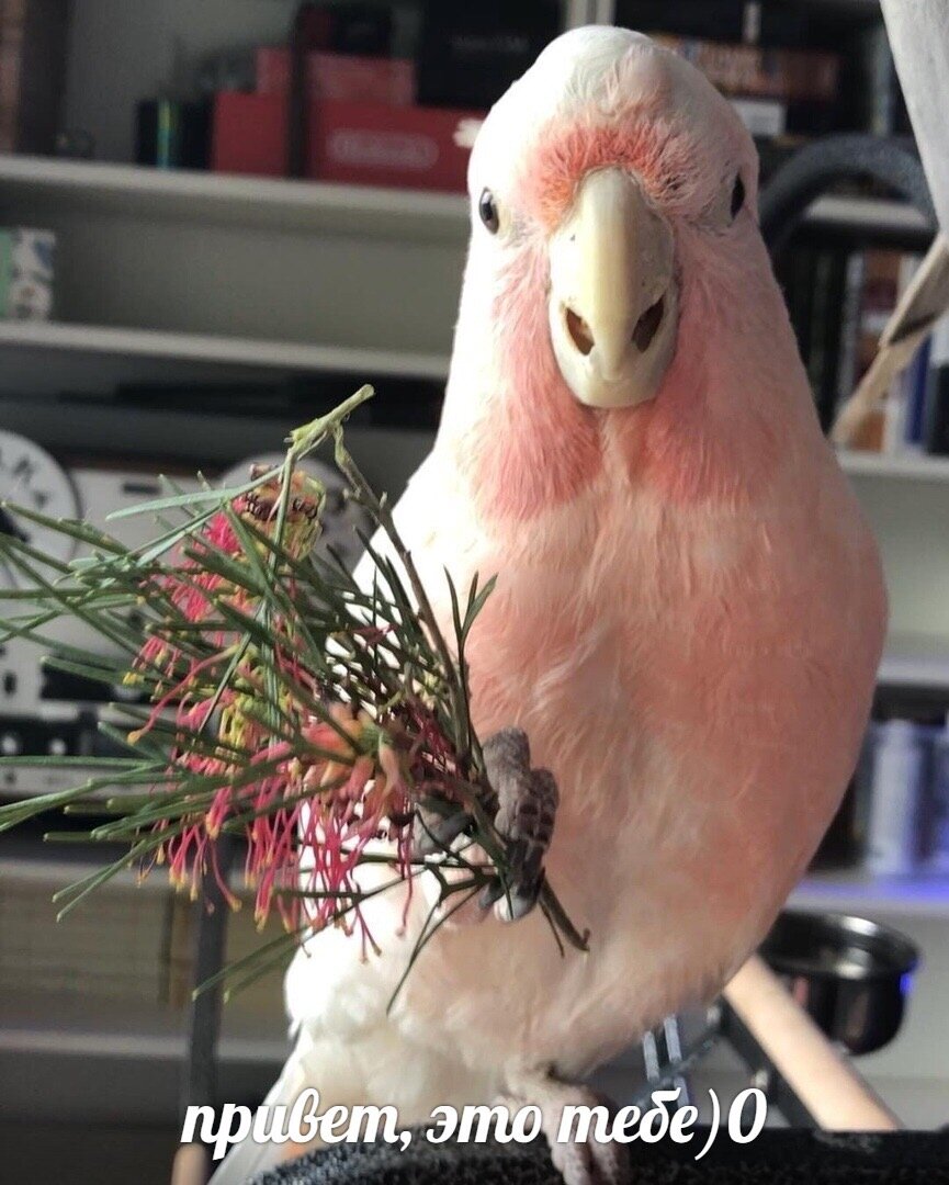      папуг тоже вас приветствует // vk.com 