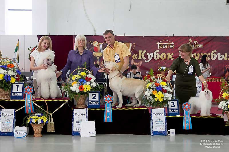 Выставка собак. Фото с "Яндекс.Картинки"