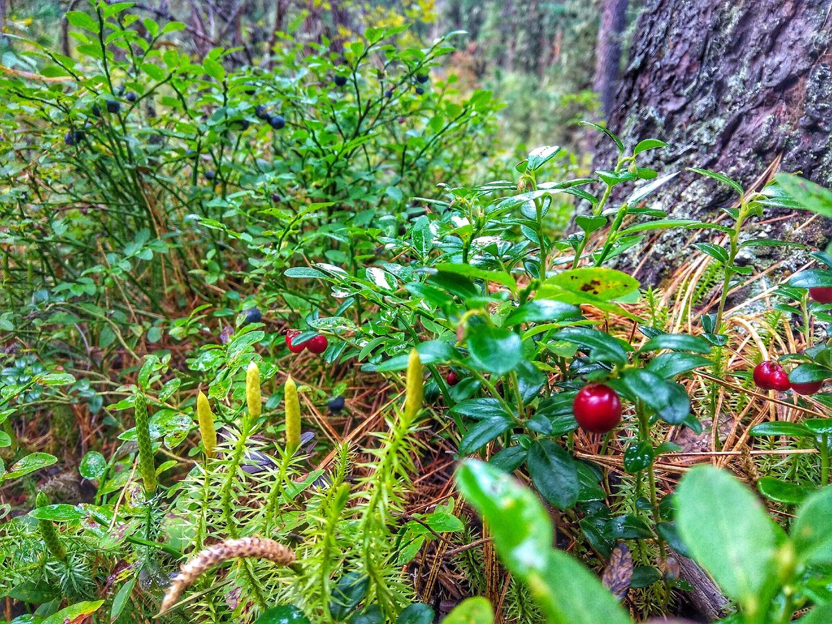 Брусника и черника