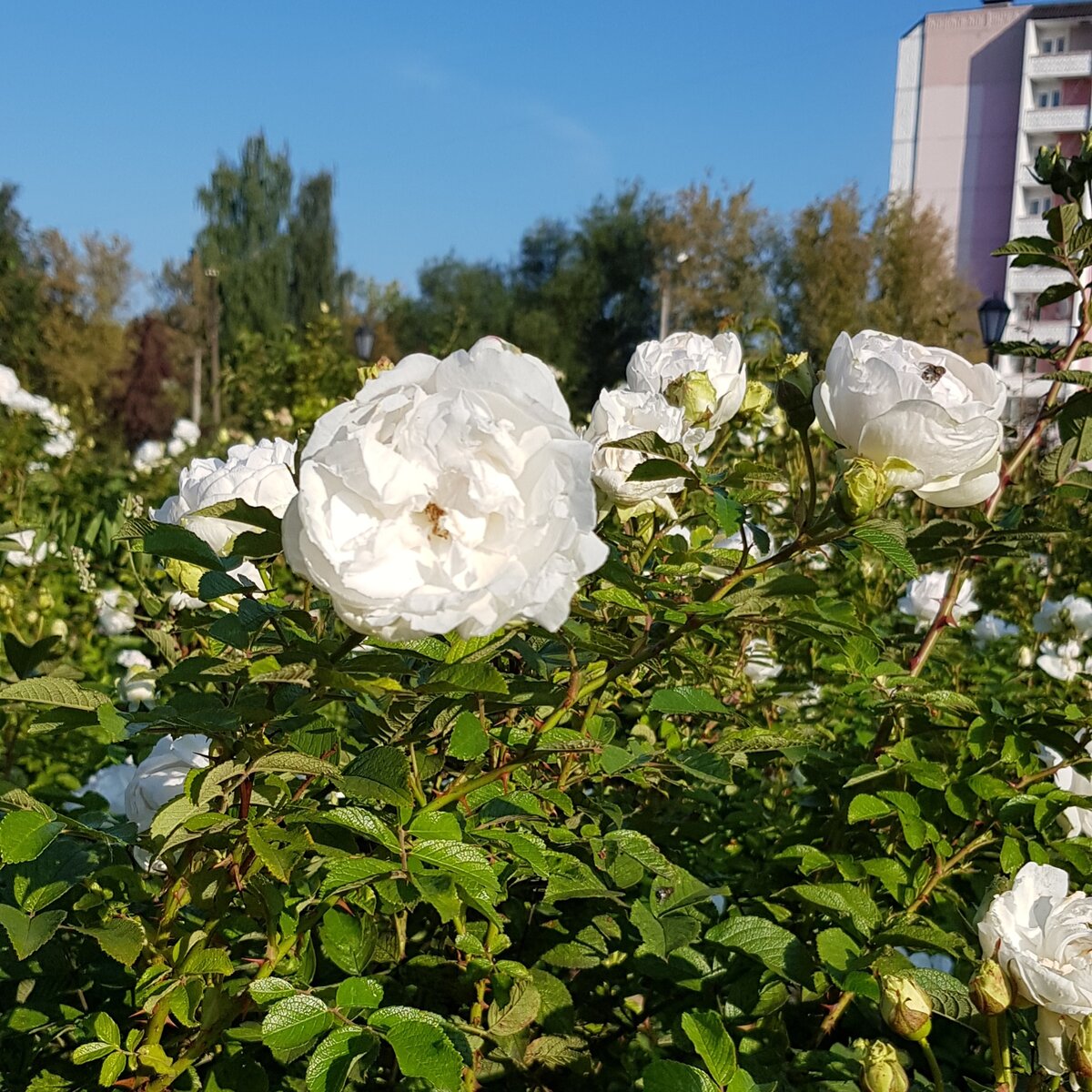 Красивые розы в парке у дома (фото личное)