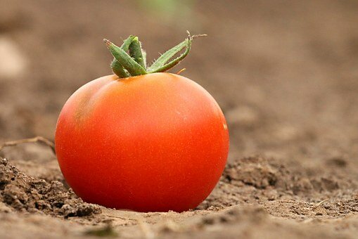 https://cdn.pixabay.com/photo/2016/07/20/23/39/tomato-1531584_960_720.jpg