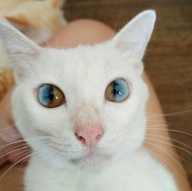 Источник: welovecatsandkittens.com