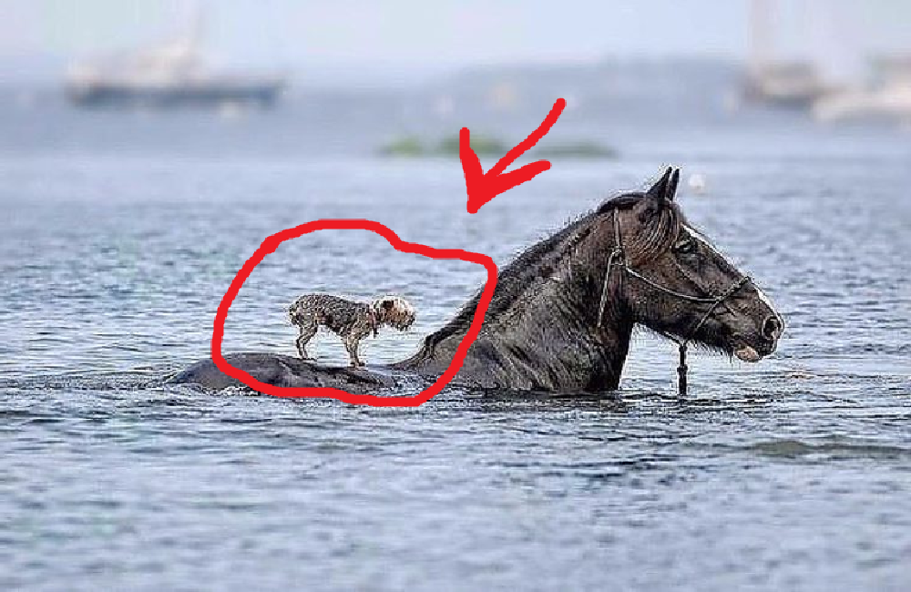 (фото из открытого источника и к байке отношения не имеет)