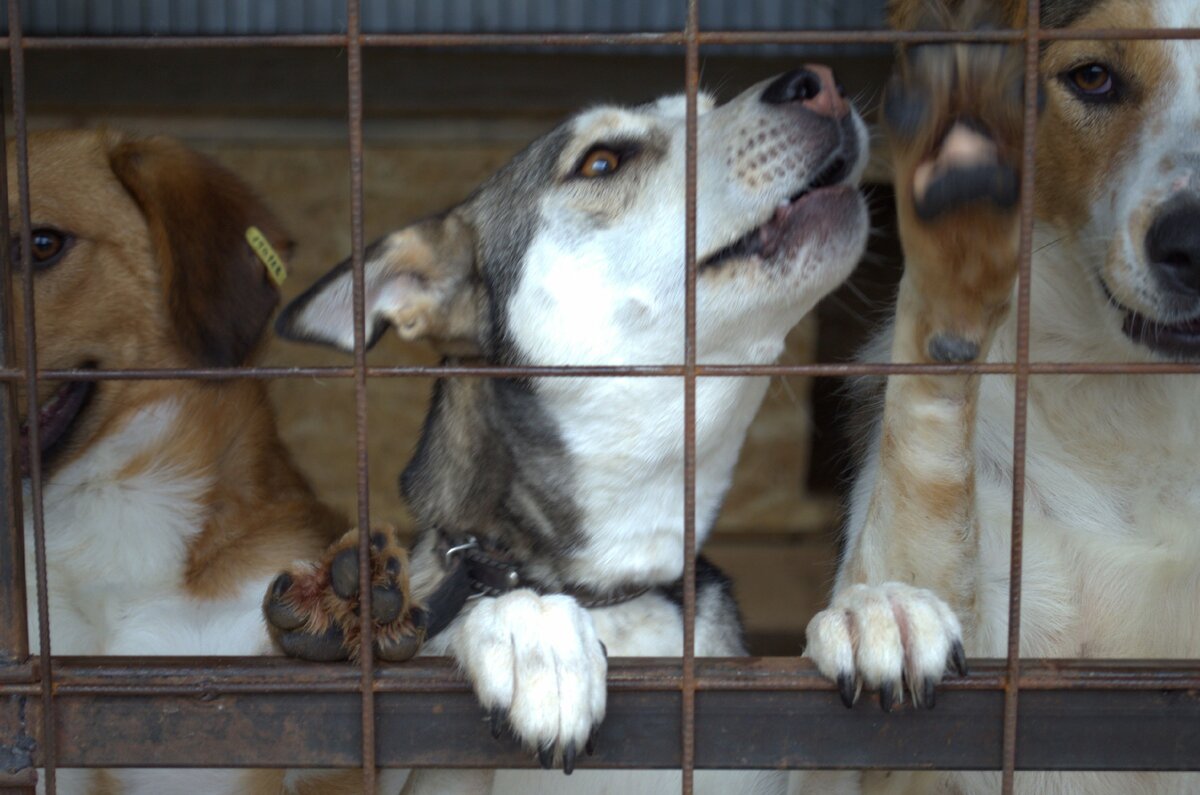 Персик, Хася и Телёночек