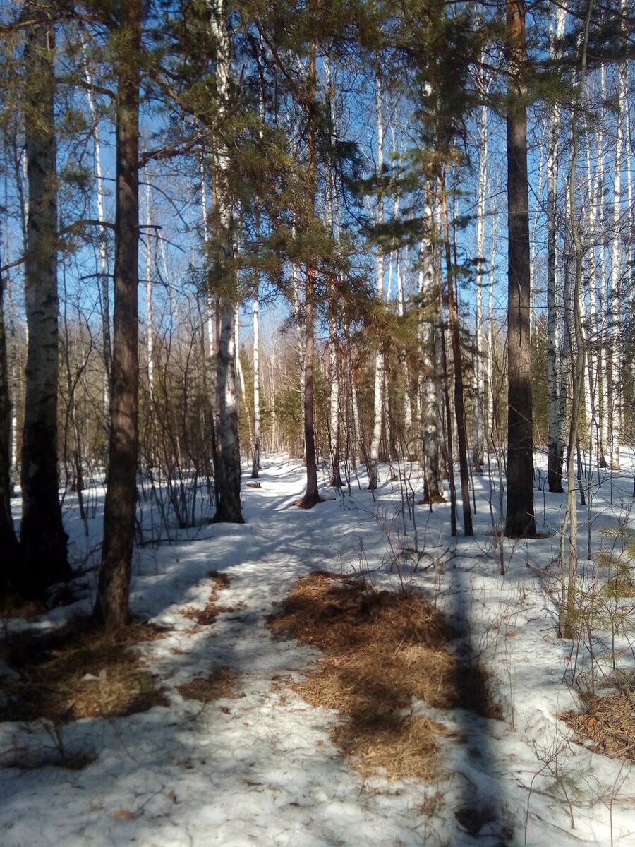 Идем по остаткам лыжни, по траве и обходим лужи.