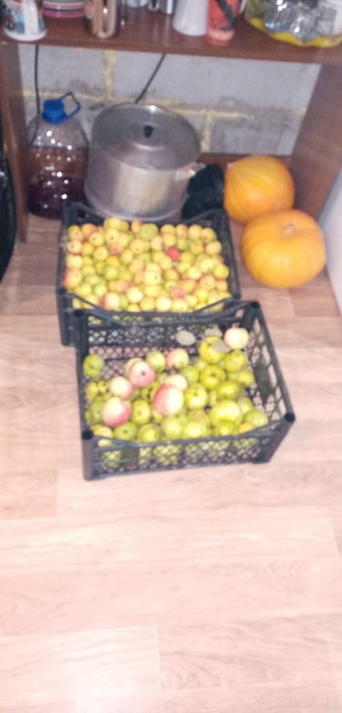 Вот они, эти яблоки. И это еще не все. Прошу прощения за качество снимка, снимал на мясорубку.