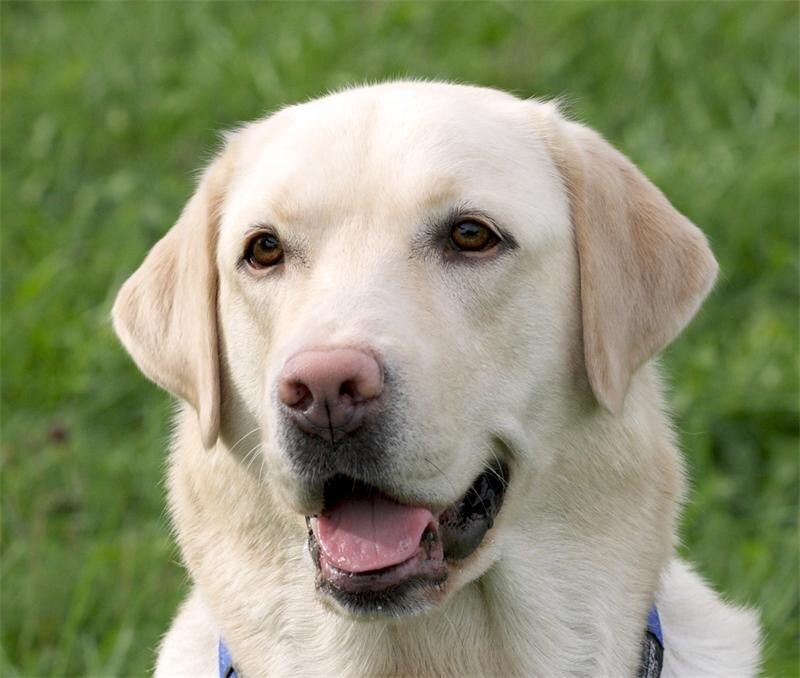ЛАБРАДОР