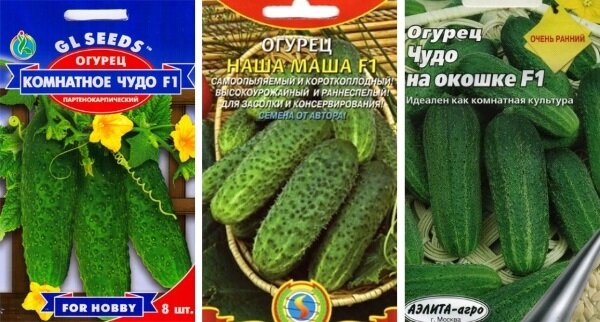 Огурцы комнатные на подоконниках сорта фото