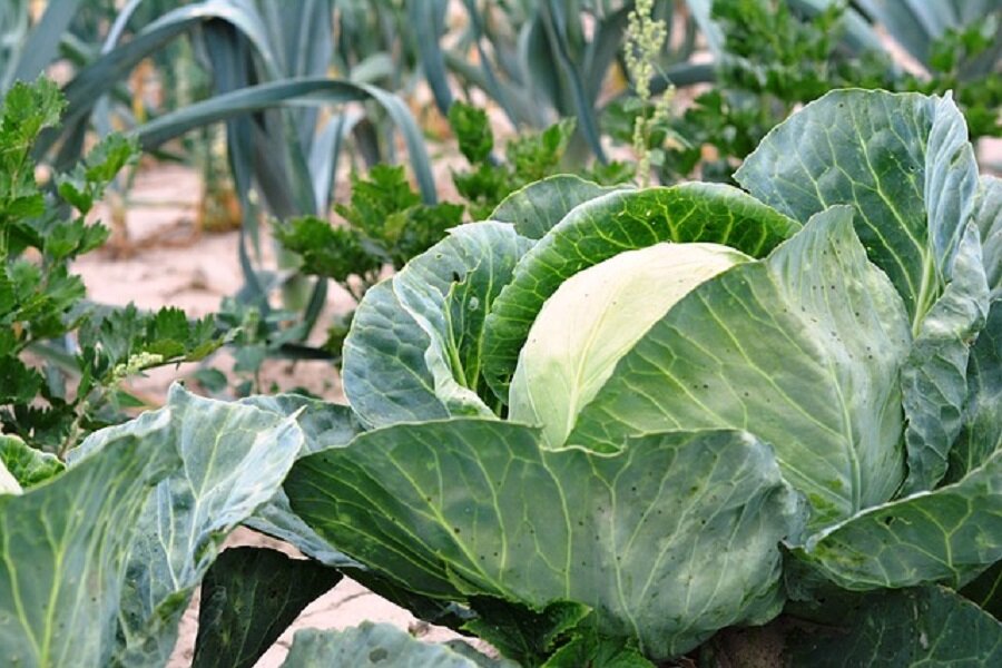5 главных условий для богатого урожая хрустящих кочанов капусты.