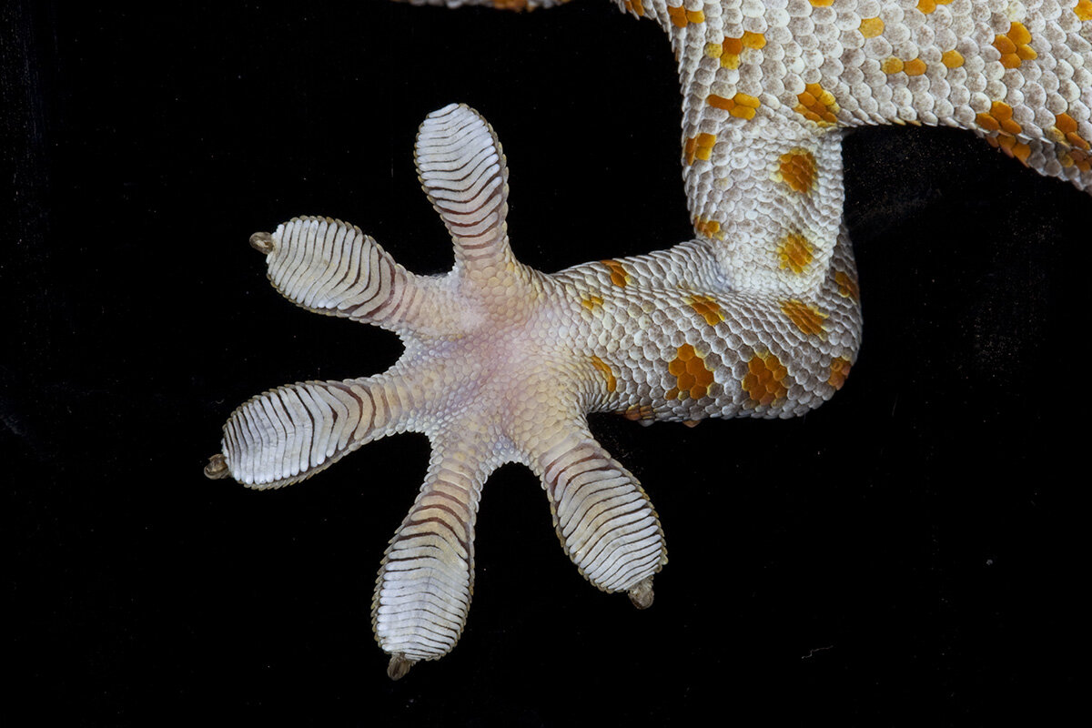 Геккон на стекле