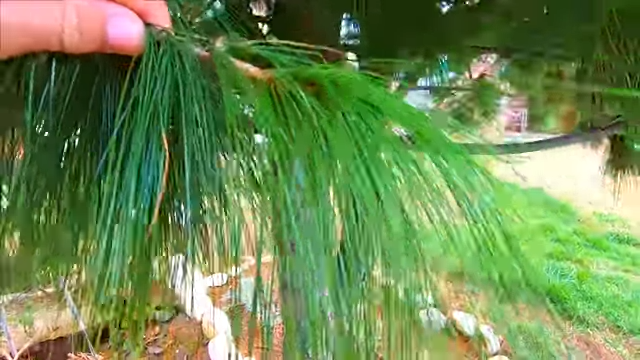 лазаревское сосны