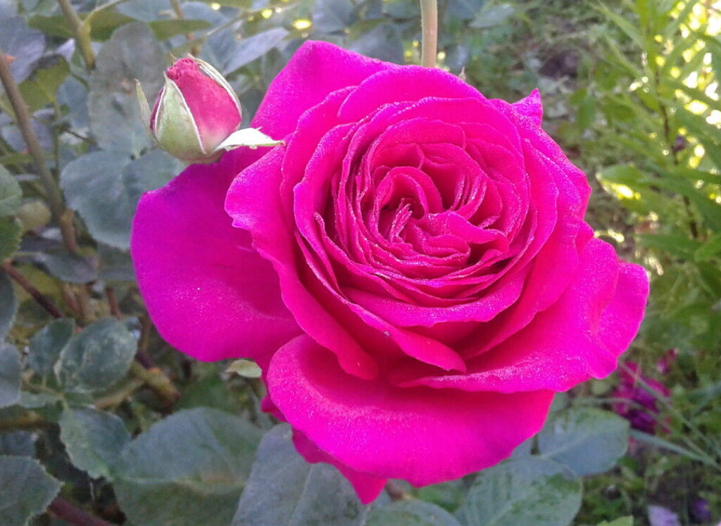 Великолепна во всем - и в форме, и в цвете