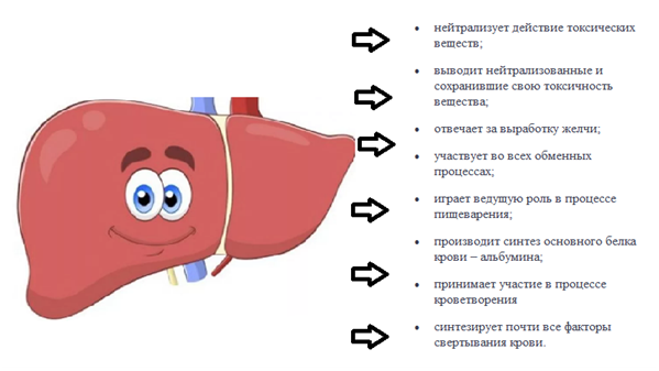функции печени 
