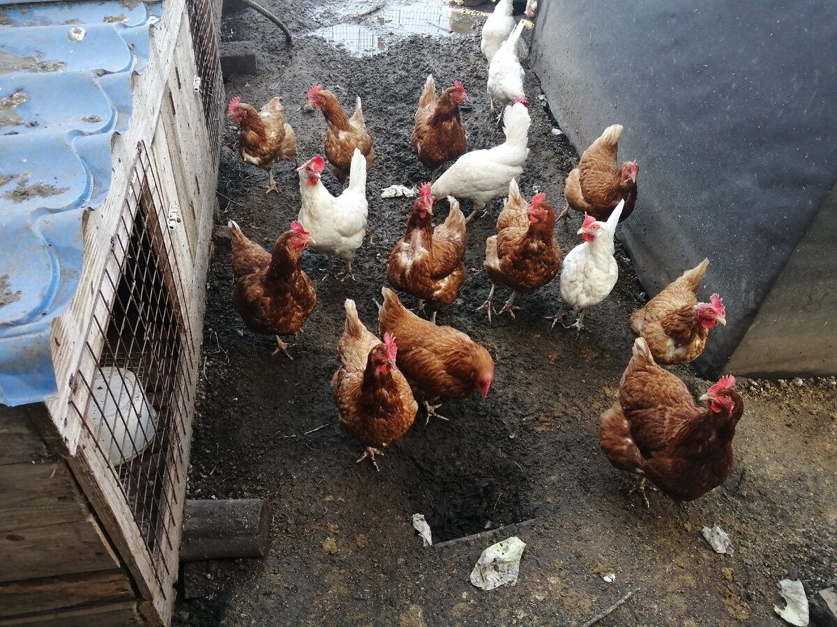 Наши  курочки. Несутся отлично