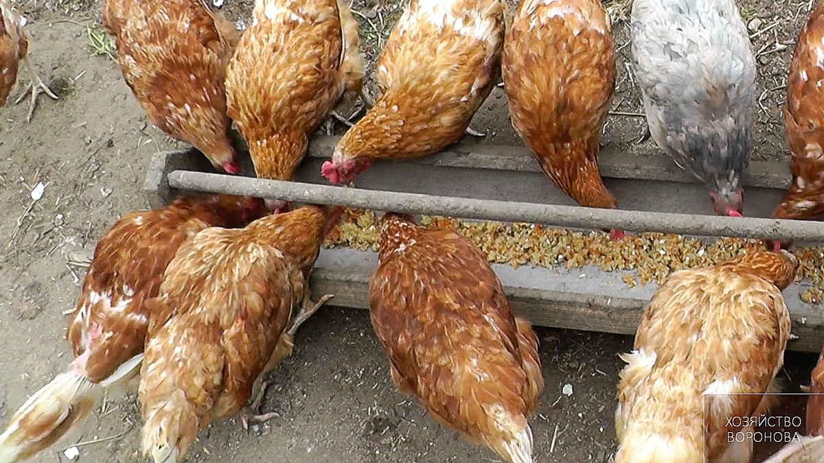 Куры кушают мешанку