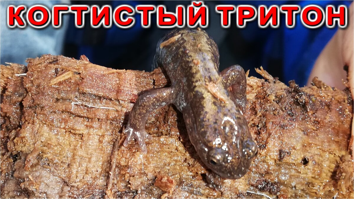 Когтистый тритон (Фото Автора)