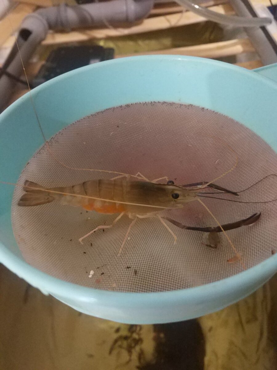 Самка с икрой