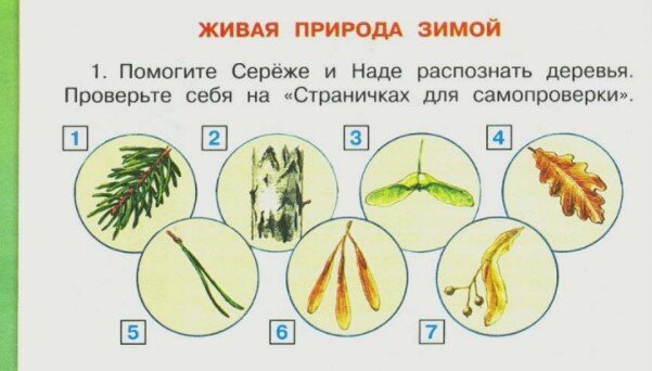 Живая природа зимой 2 класс окружающий мир презентация плешаков