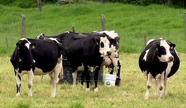 Почему у коровы кровь в молоке