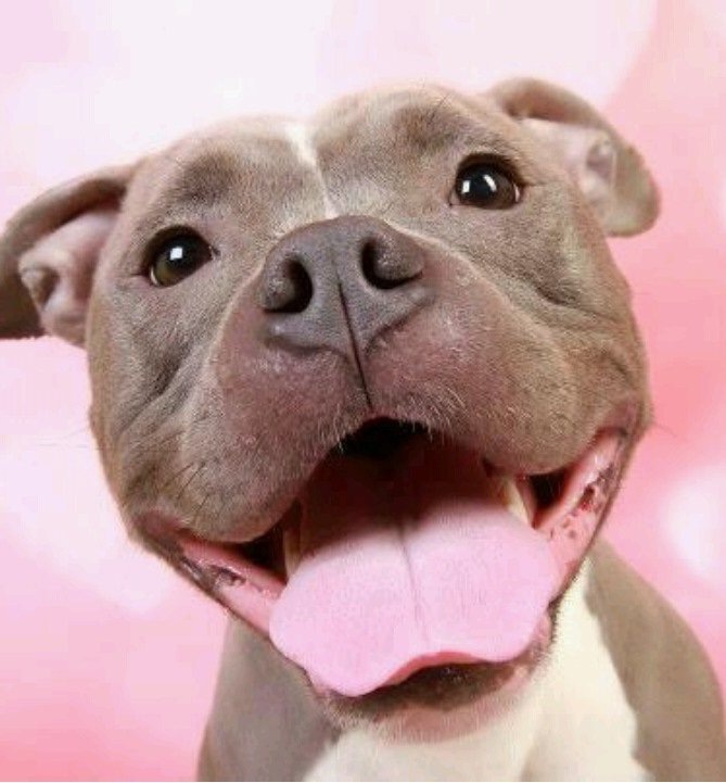Питбуль улыбается. Ну разве не прелесть?