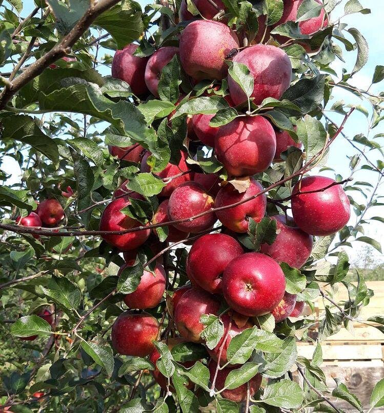Сидр - напиток брожения из яблочного сока прямого отжима.