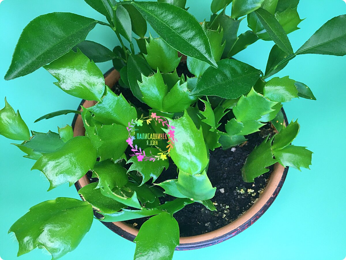 Ну, вот как-то так он обычно выглядит перед тем, как я приступаю к рассаживанию выращенного непосильным трудом )))