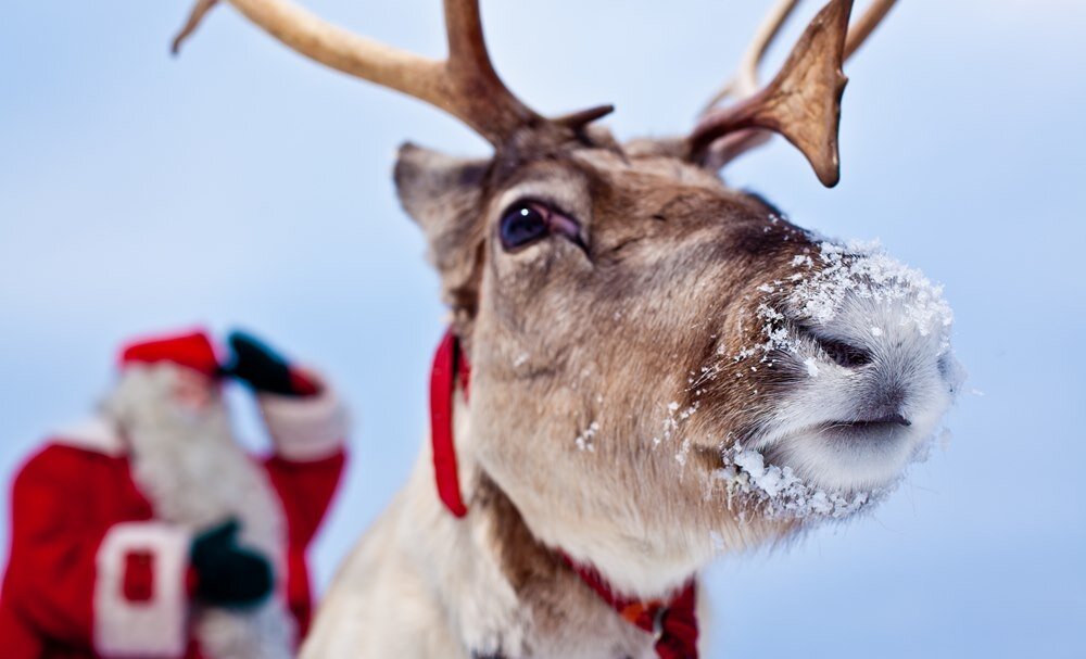 Олениха Роланд. Сзади Санта.