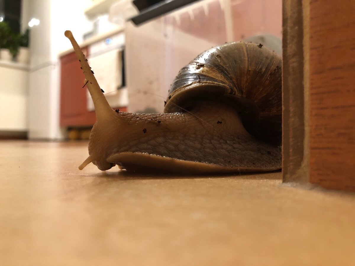 Солнышка почти выползла из кухни