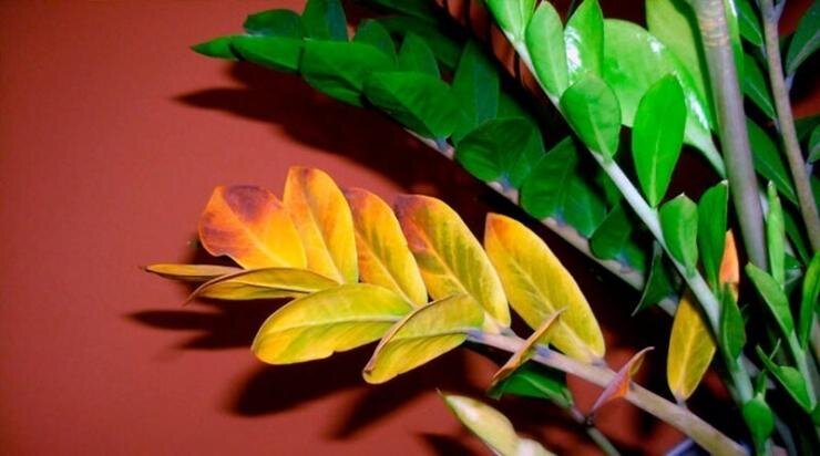 Желтеют листья у комнатных цветов: как решить проблему быстро и эффективно  | Антонов сад - дача и огород | Дзен