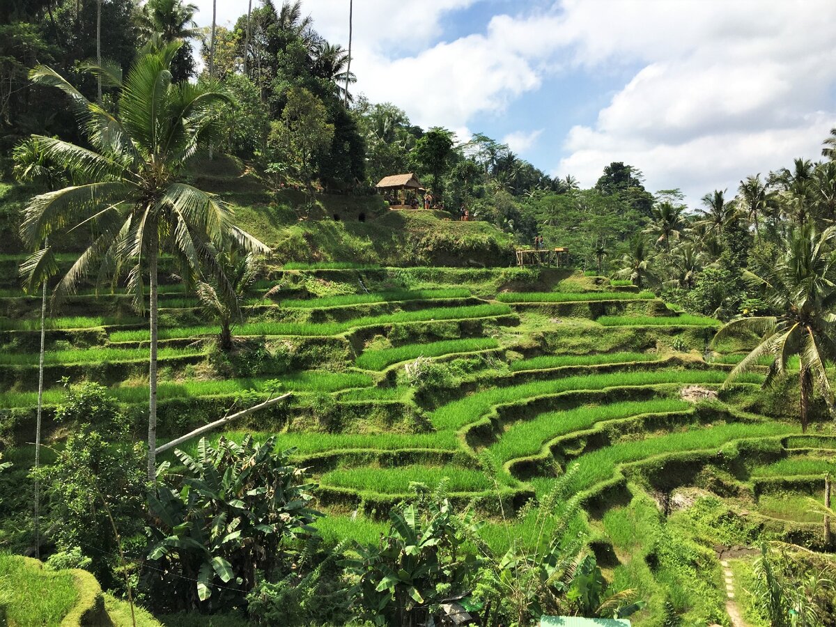рисовые террасы в индонезии