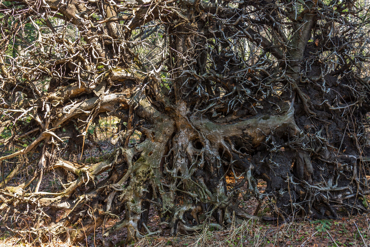 Корни сосны.