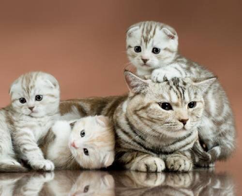 Сколько котят может родить кошка | Лапа помощи | Дзен