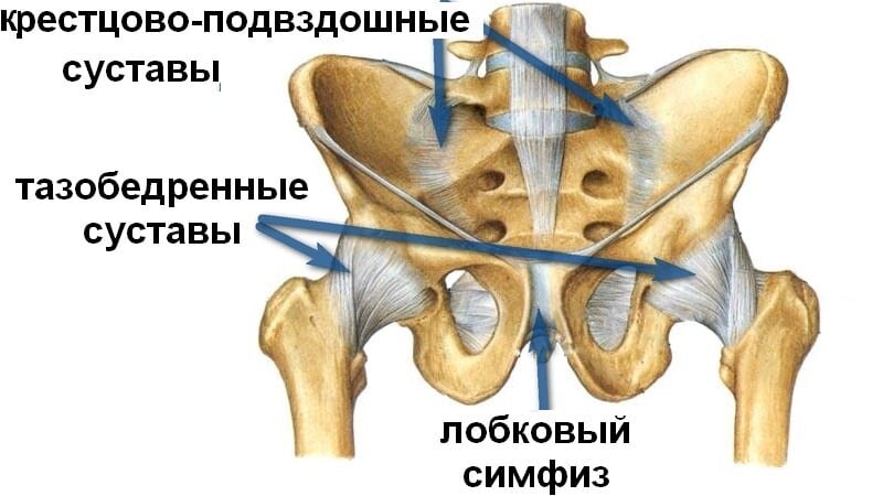 Лобковая область мужчины. Лонный симфиз анатомия. Симфизит тазобедренного сустава. Лонная кость тазобедренного сустава. Крестцово-подвздошный сустав анатомия.