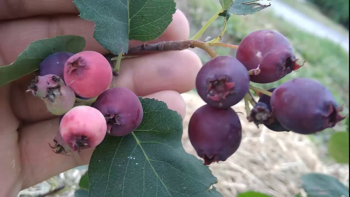 Напоминает голубику. Источник: ytimg.com 