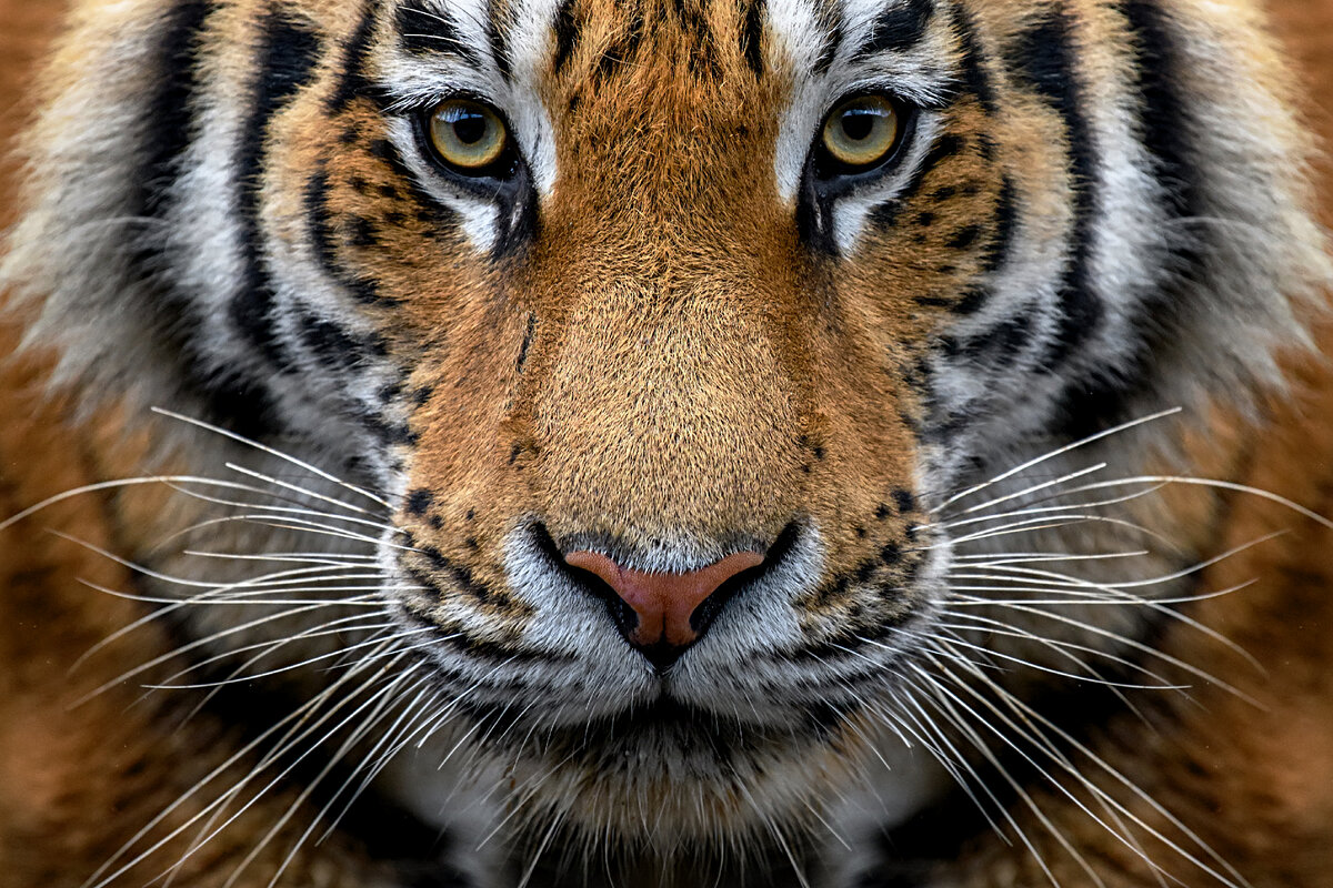 Тигр в природе. Тигр был жив. Тигры в индии живут. Тигр жив. Тигр был жив.