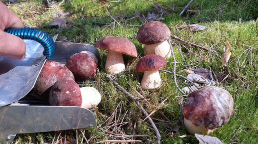 Самые главные грибы сибирских лесов