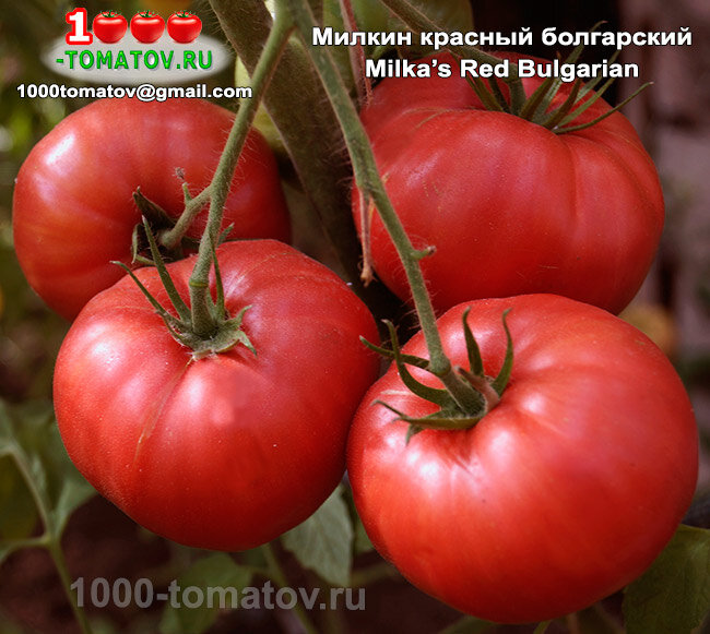 Томат Милкин красный болгарский Milka’s Red Bulgarian фото 2