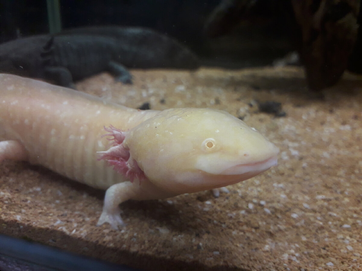 Это не ушки и не рожки! Это жабры!