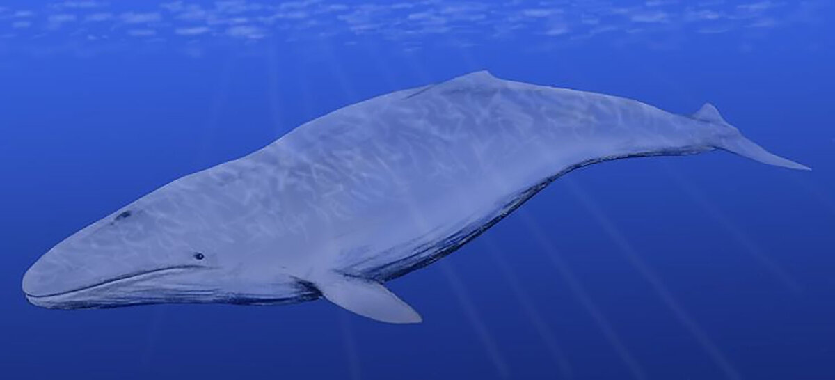 Реконструкция представителя рода цетотериев