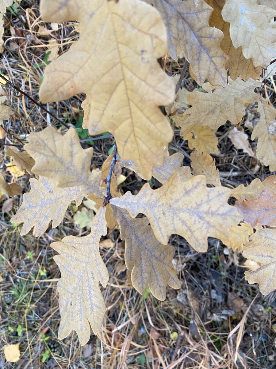Мы гуляли и нашли дубок, маааленький. Будем охранять ходить.