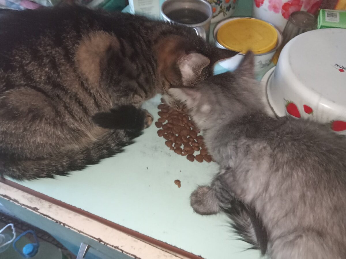 Много котов балуются. Мими кися приют донецк. Мими кися дзен. Мими кися приют донецк. Кися видео.