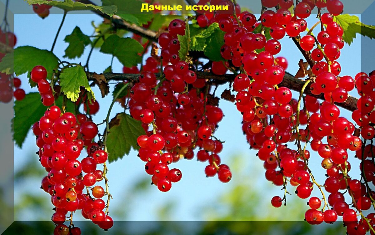 https://vk.com/photo-159774511_457250777