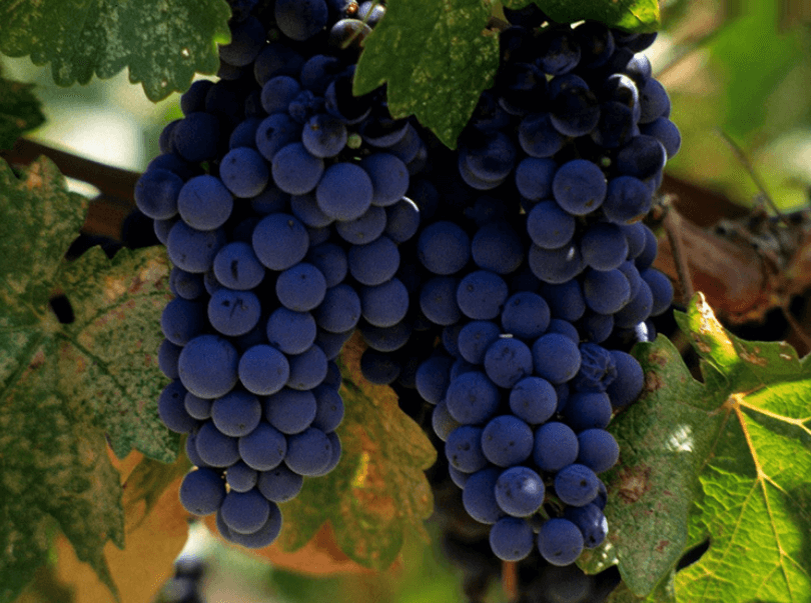 Рецепт вина из винограда