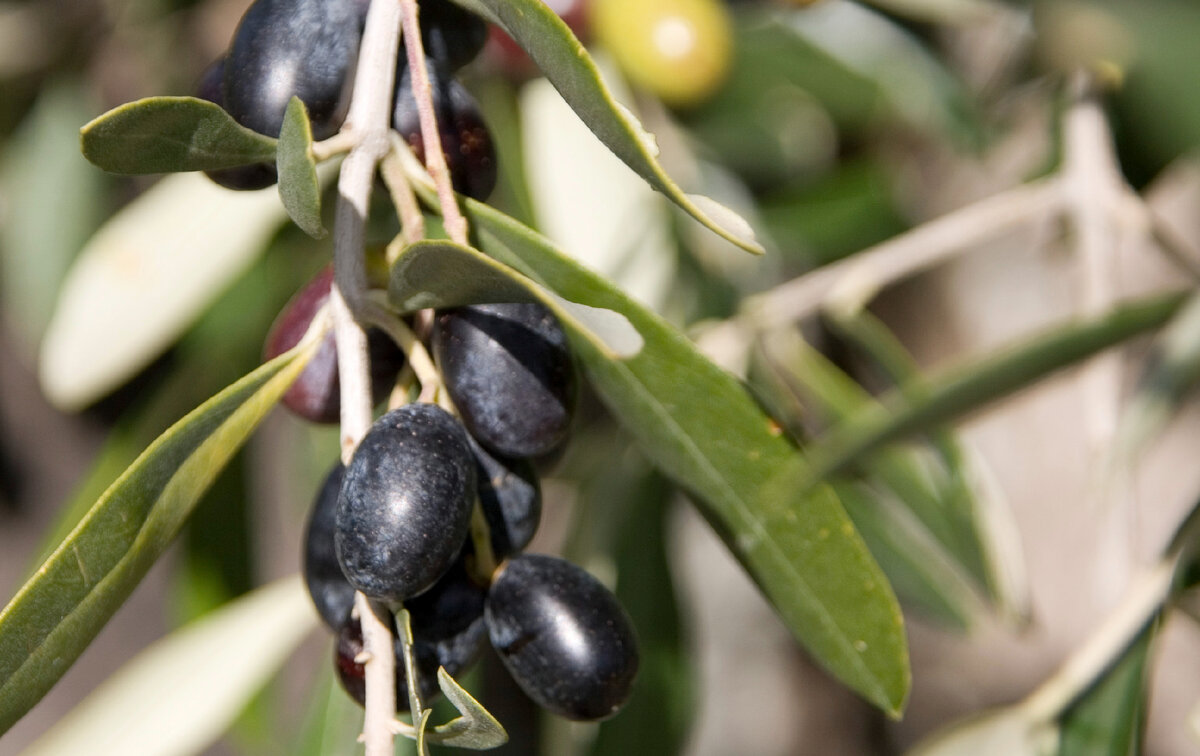 Полностью созревшие оливки темнеют. Для изысканных сортов масла часто используют оливки не полной спелости.