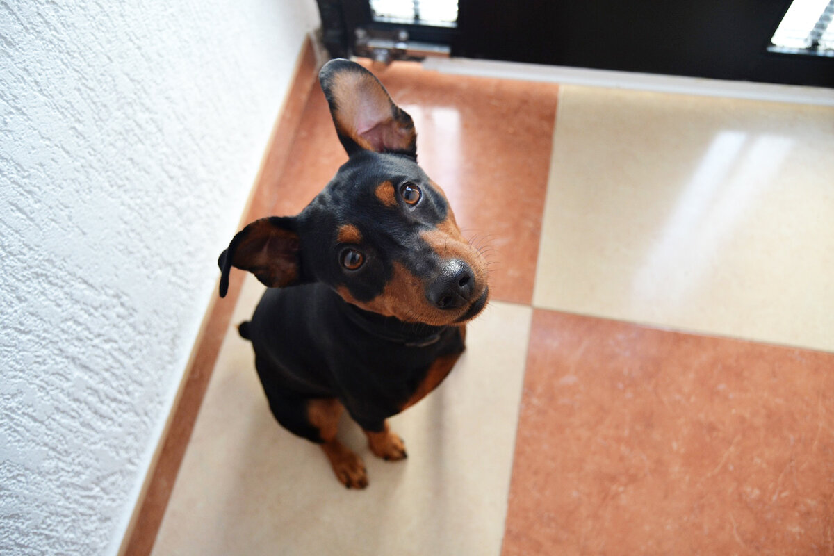 Внешние особенности