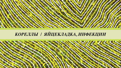 下载视频: Корелла не может снести яйцо, что делать? Как связана яйцекладка попугаев с инфекциями. Микоплазмоз, микоз - лечение.