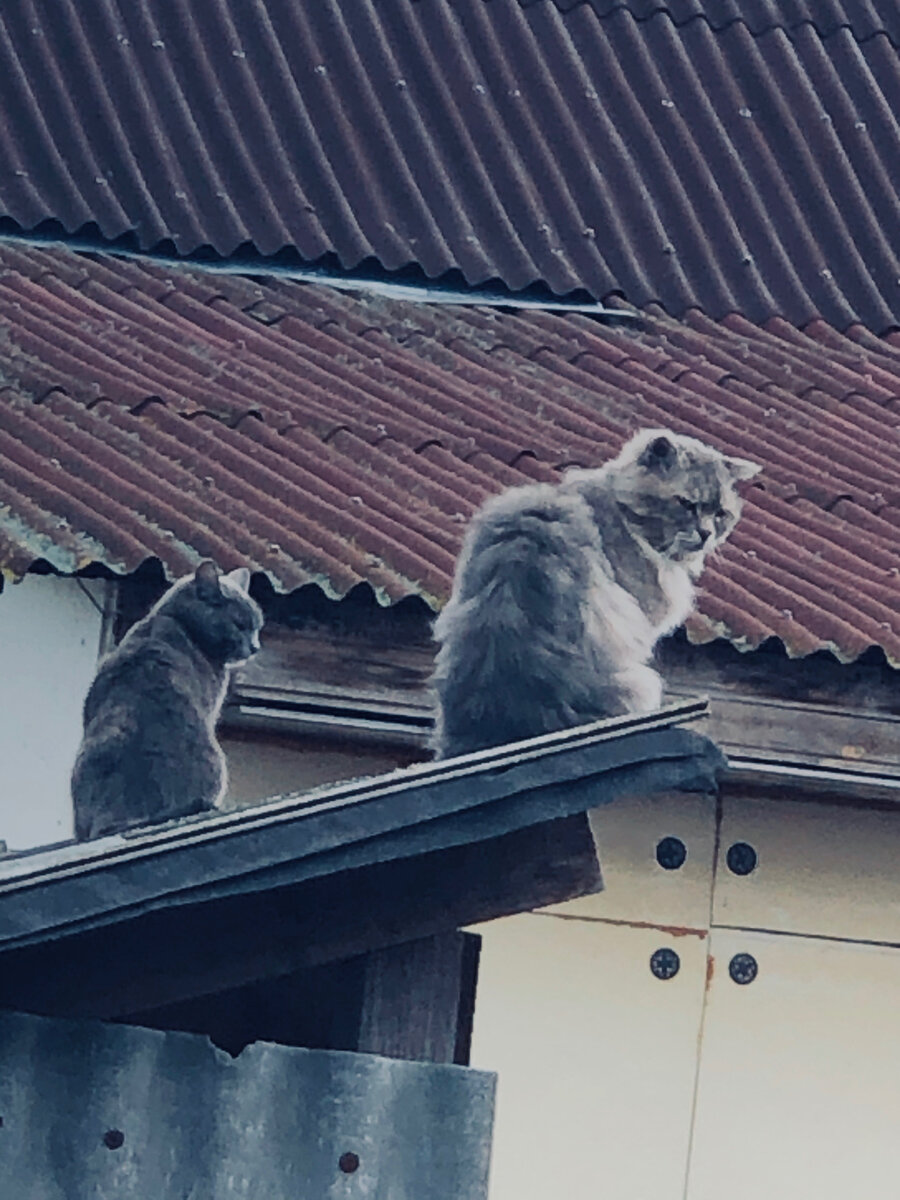 Мышка с Филей несут дозор с высоты. Ни одна мышь не проскочит.