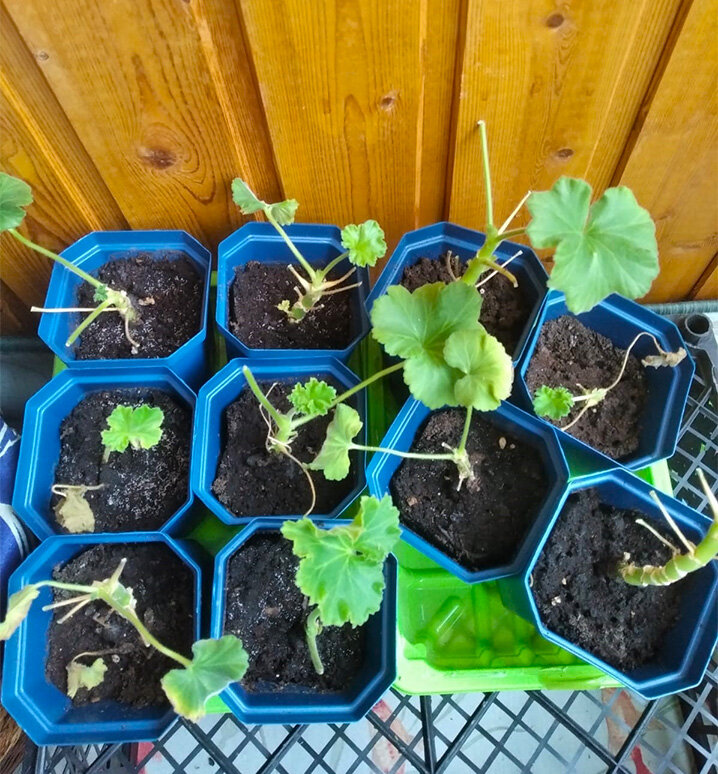 мои черенки