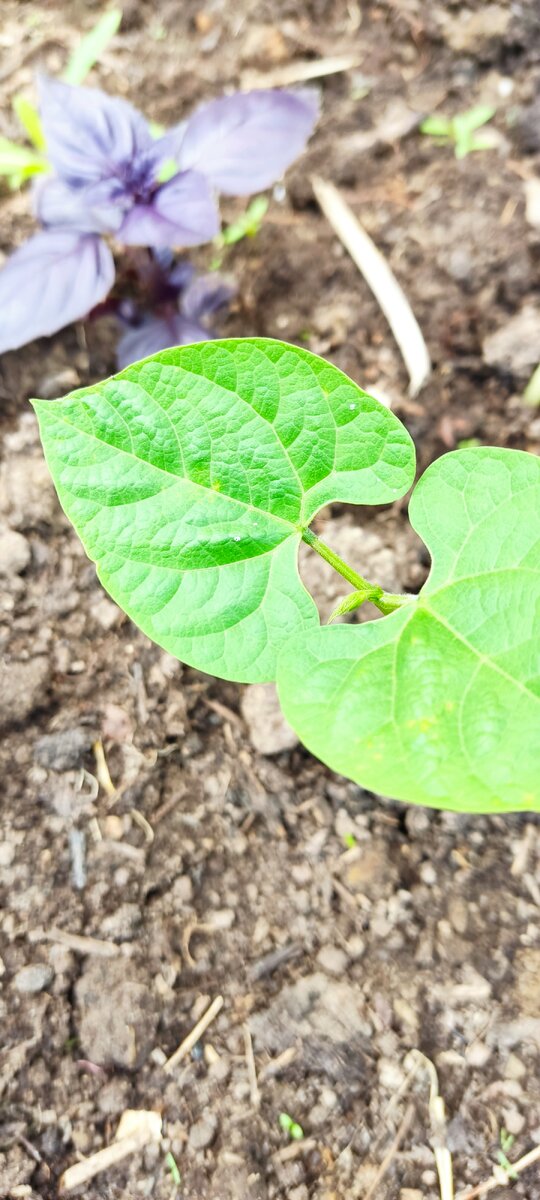 Через пару дней после посадки. 