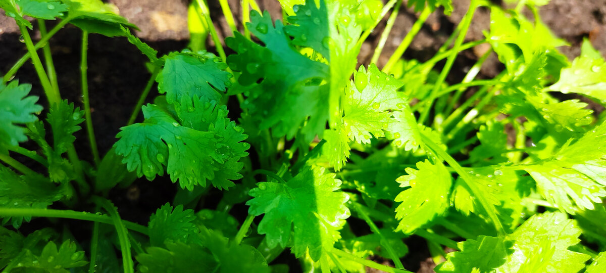 Кинза на грядке